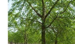 银杏树25公分价格 银杏树25公分价格