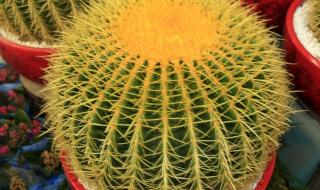 仙人球的花语 仙人球的花语