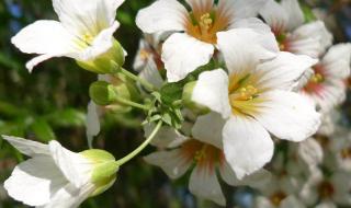 情窦初开的诗句