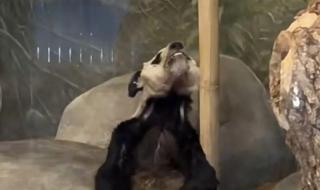 大熊猫丫丫的女儿美美 大熊猫丫丫的女儿美美